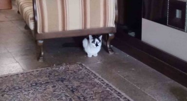 Soğukta üşüyen kediler onun dükkânına sığınıyor