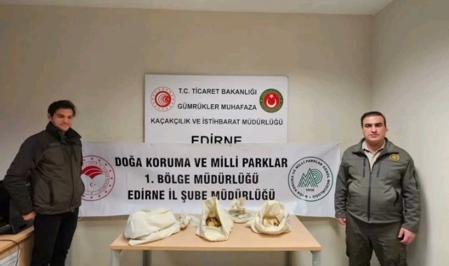 Türkiye'ye 33 tehlikeli piton soktu: Cezası 26 bin lira