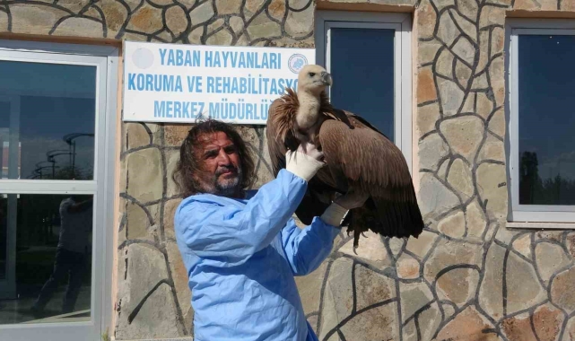 Van'da bu yıl 210 yaban hayvanı doğaya kazandırıldı