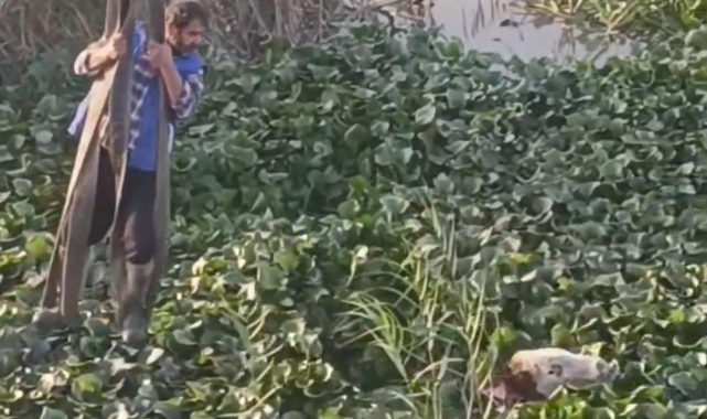 Vincin kancasına taktığı halatla nehre düşen tosunu kurtarmaya çalıştı, o anlar kamerada