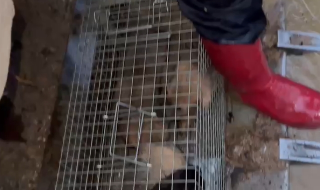 Yalova'daki su baskınında itfaiye 4 yavru köpeği kurtardı