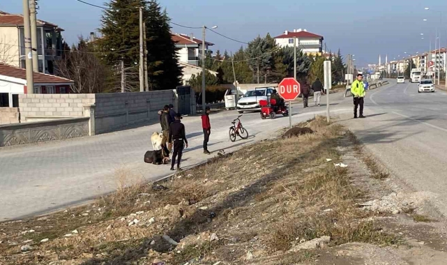 Yola çıkan başıboş eşeklere tır çarptı