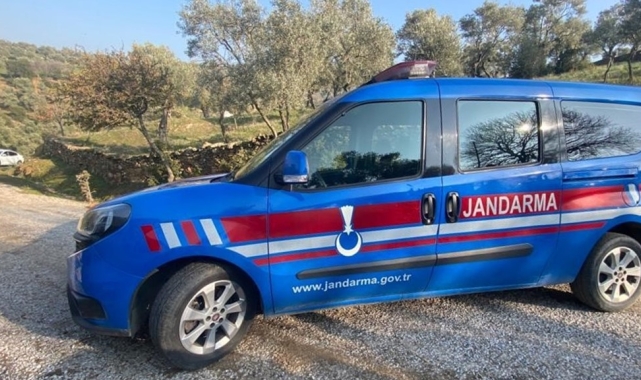 Zeytin hırsızı jandarmaya takıldı