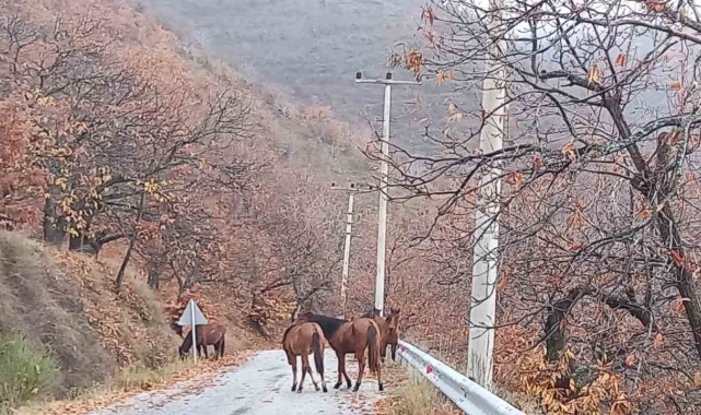Zeytinde 'yok yılı' yük hayvanlarına yaradı