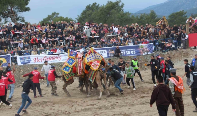 Antalya'da develer kıyasıya güreşti