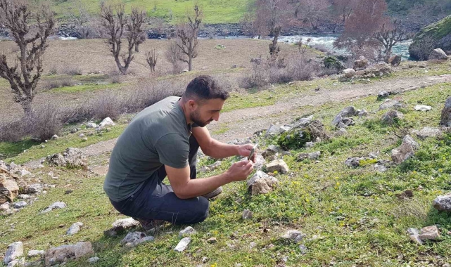 Baharın müjdecisi sardalya çiçeği kış mevsiminde açtı