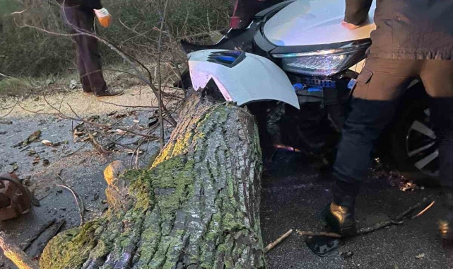 Biga'da otomobil fırtına nedeniyle yola devrilen ağaca çarptı