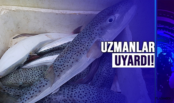 BU BALIĞI SAKIN YEMEYİN!