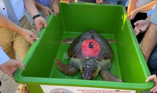 Caretta Caretta 'Lara Barış' 1,5 yılda 4 bin kilometre yol kat etti