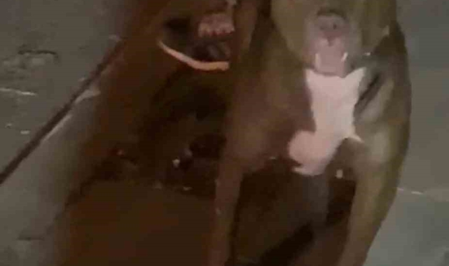 Cihangir'de korku dolu anlar kamerada: Tartıştığı kişinin üzerine Pitbull köpeğini saldırttı