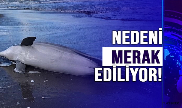 ÇOK RASTLANMAYA BAŞLADI!