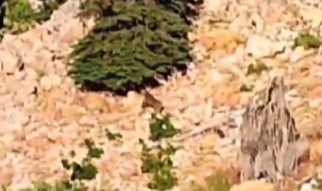 Dağda gezinen ayılar kamerada