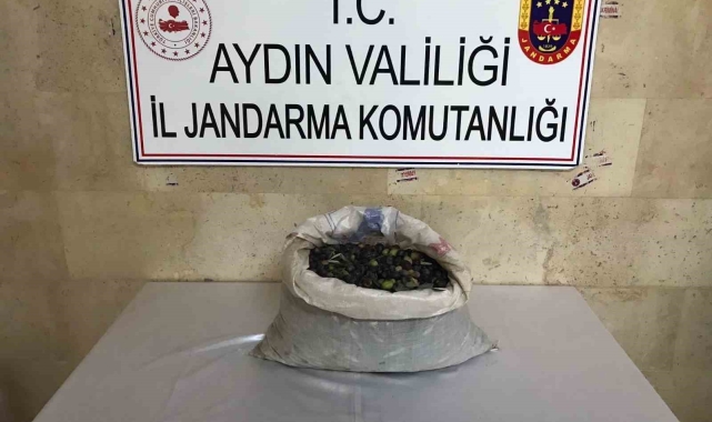 Efeler'de bir bahçeden 300 kilo zeytin çalındı