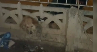 Elazığ'da başı duvara sıkışan köpeği itfaiye kurtardı
