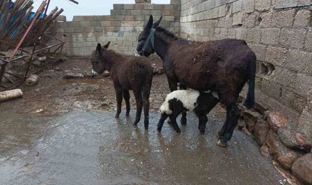 Eşek kuzuya annelik yapıyor