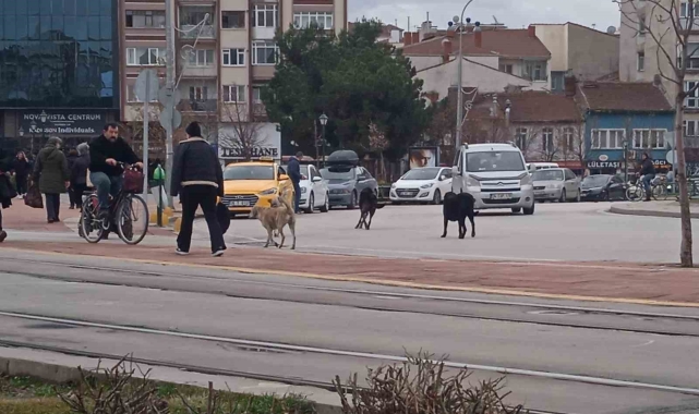 Eskişehir'de başıboş köpekler çevreye endişe veriyor