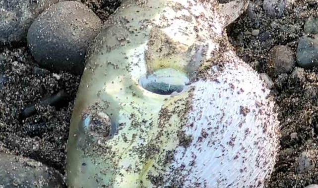Hatay'da 3 yılda 51 bin 370 balon balığı kuyruğu alımı gerçekleştirildi
