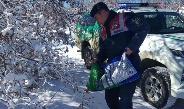 Jandarma ekipleri yaban hayvanları için yem bıraktı