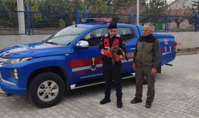 Jandarmanın bulduğu yaralı şahin koruma altına alındı