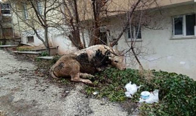 Kaçan danayla kovalamaca başka mahallede son buldu