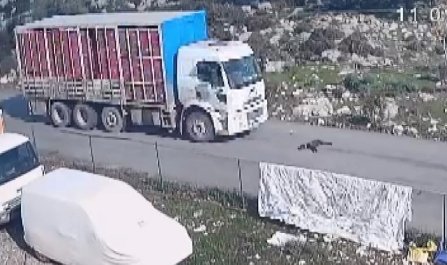 Kamyon köpeği ezdi, o anlar kameraya yansıdı