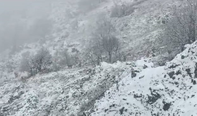Karlı dağlarda yem arayan yaban keçileri görüntülendi