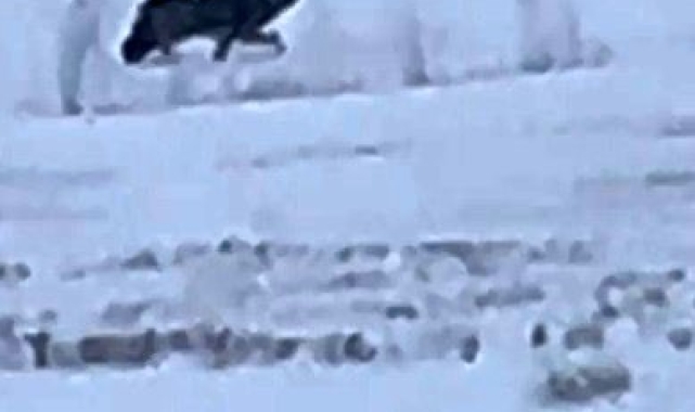 Kars'ta aç kalan kurt yerleşim yerine indi