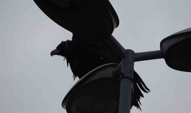 Kartal sahilde görünen akbaba kargaların saldırısına uğradı