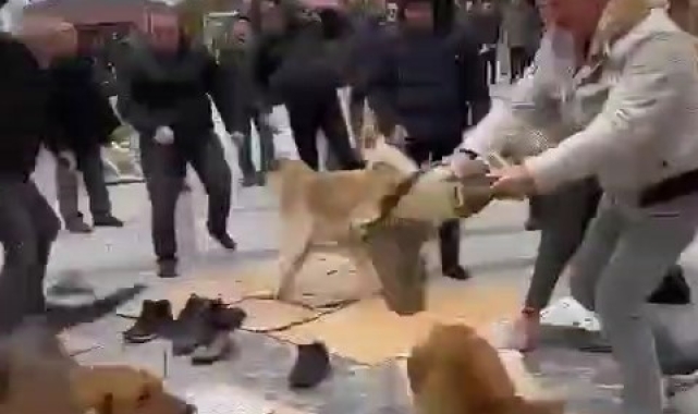 Kavga eden başıboş köpekler Cuma cemaatinin arasına daldı