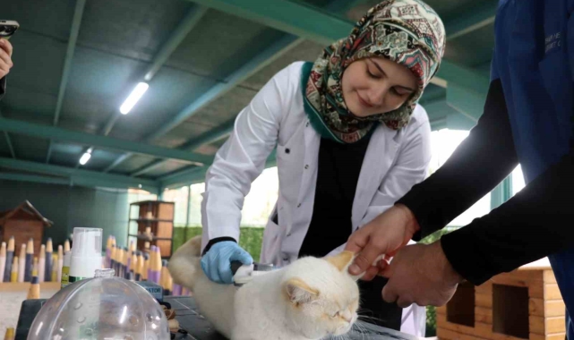 Kedi kasabasının gönüllü veterinerleri