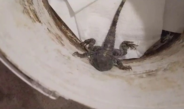 Kertenkele sandı, gerçek çok başka çıktı