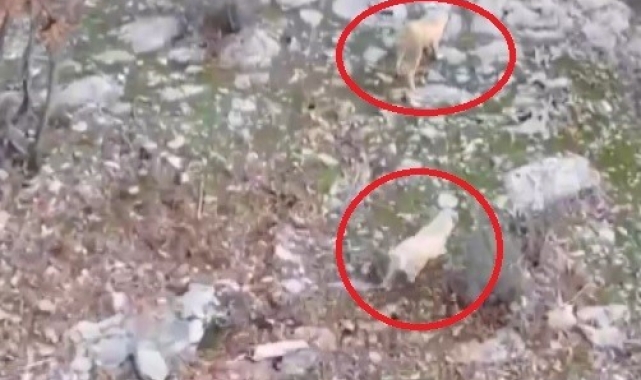 Köpeklerin domuz kovalamacası dron kamerasına yansıdı