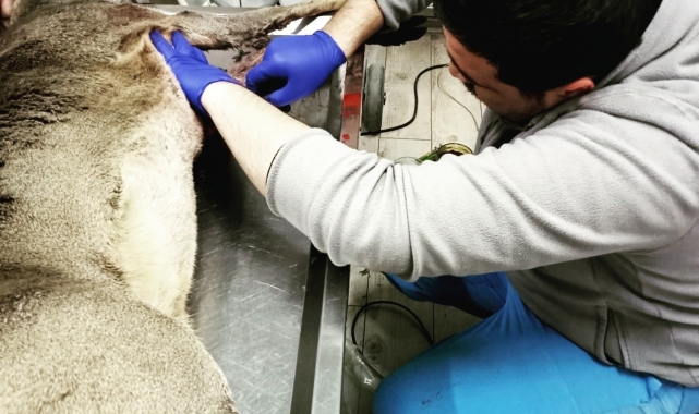 Köpeklerin saldırısına uğrayan yaralı karaca, tedavisinin ardından doğaya salındı