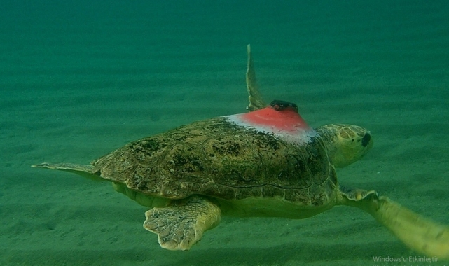 Kuşadası'ndan yola çıktı, Yunan adalarını dolaşıyor