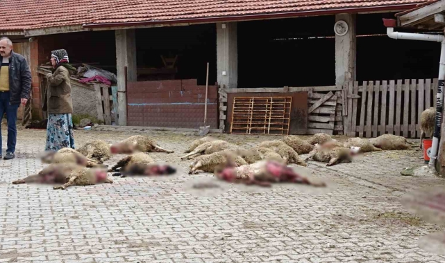 Kütahya'da ahıra giren sokak köpekleri 22 koyunu telef etti