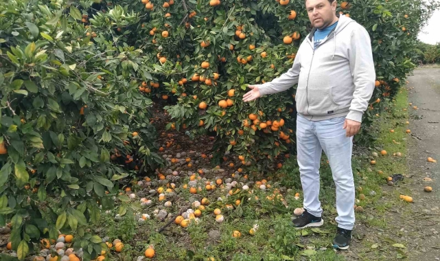 Lüks marketlerde 25 TL'ye satılan mandalinayı bedavaya dağıtsa da toplayan bulamıyor