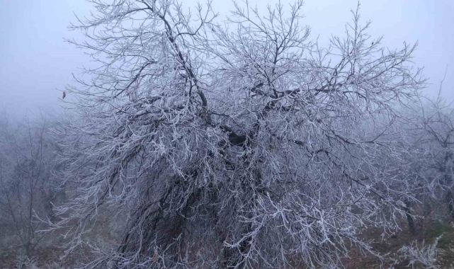 Malatya'da kırağı ağaçları ve bitkileri beyaza bürüdü
