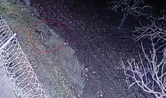 Nesli tükenme tehlikesi olan çizgili sırtlan, Gaziantep'te kameraya yakalandı