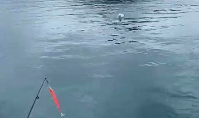 Oltaya balık yerine martı takıldı