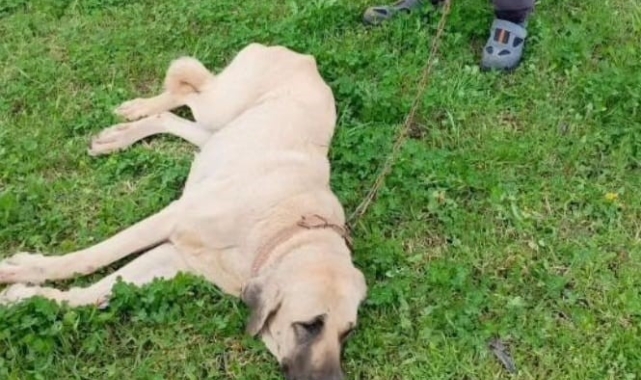 Otomobilin çarpıp kaçtığı köpek tedavi altına alındı
