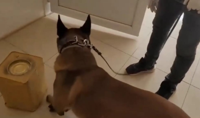Peynir tenekelerindeki uyuşturucuyu narkotik köpeği Mia buldu