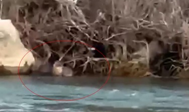 Pülümür Çayı'nda su samuru görüntülendi