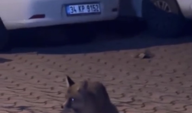 Şehir merkezinde karşılaştığı tilkiyi ıslık çalarak yanına çağırdı