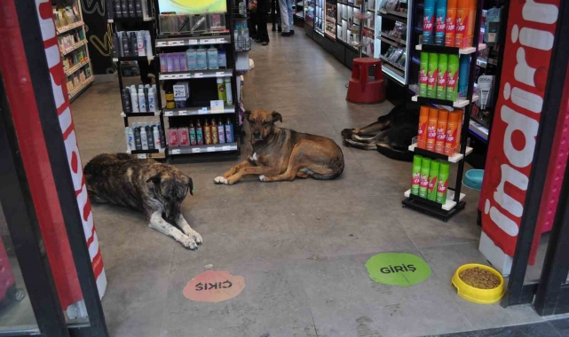 Soğukta üşüyen köpekler sıcak işletmelere sığındı