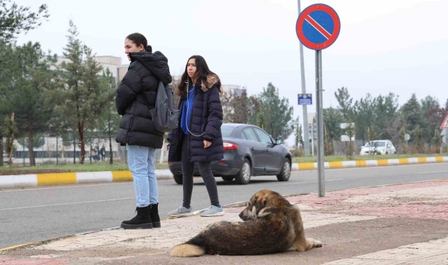 Sokak köpekleri için barınak ve çip vurgusu