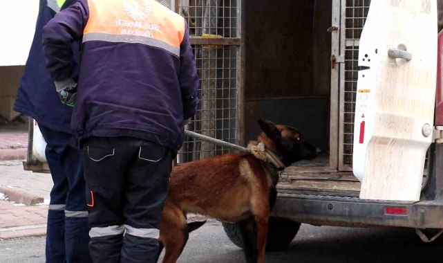 Tasmalı köpek dehşet saçtı, 2'si çocuk 4 kişiyi yaraladı