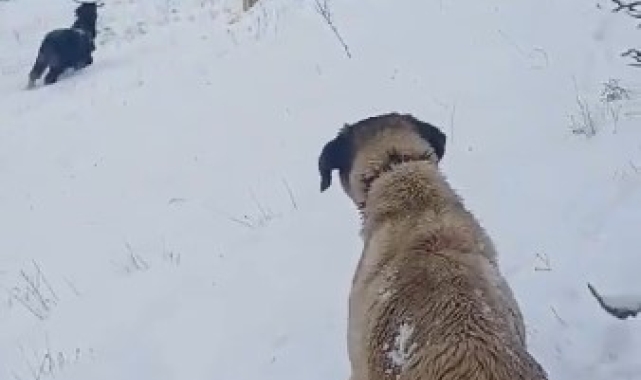 Tokatlı çobanın zorlu kış mesaisi