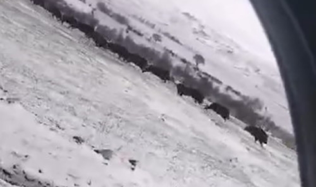 Tokat'ta domuz sürüsü görüntülendi