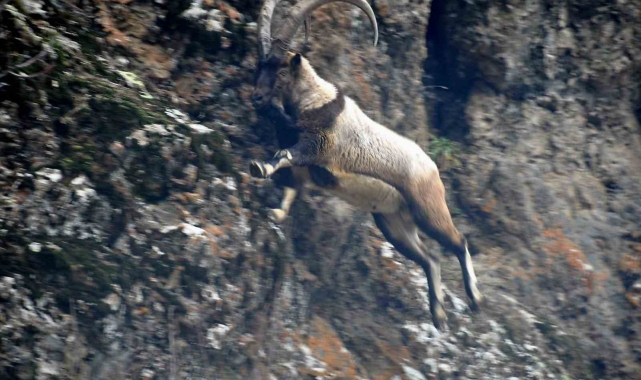 Tunceli'de karlı zirvelerde yiyecek arayan yaban keçileri görüntülendi