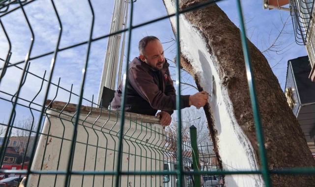 Uşak'ta 100 yıllık çınar ağacı bakımdan geçti